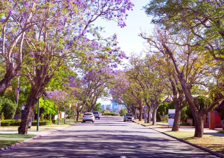 street lined with jacaranda trees blooming with purple flowers.